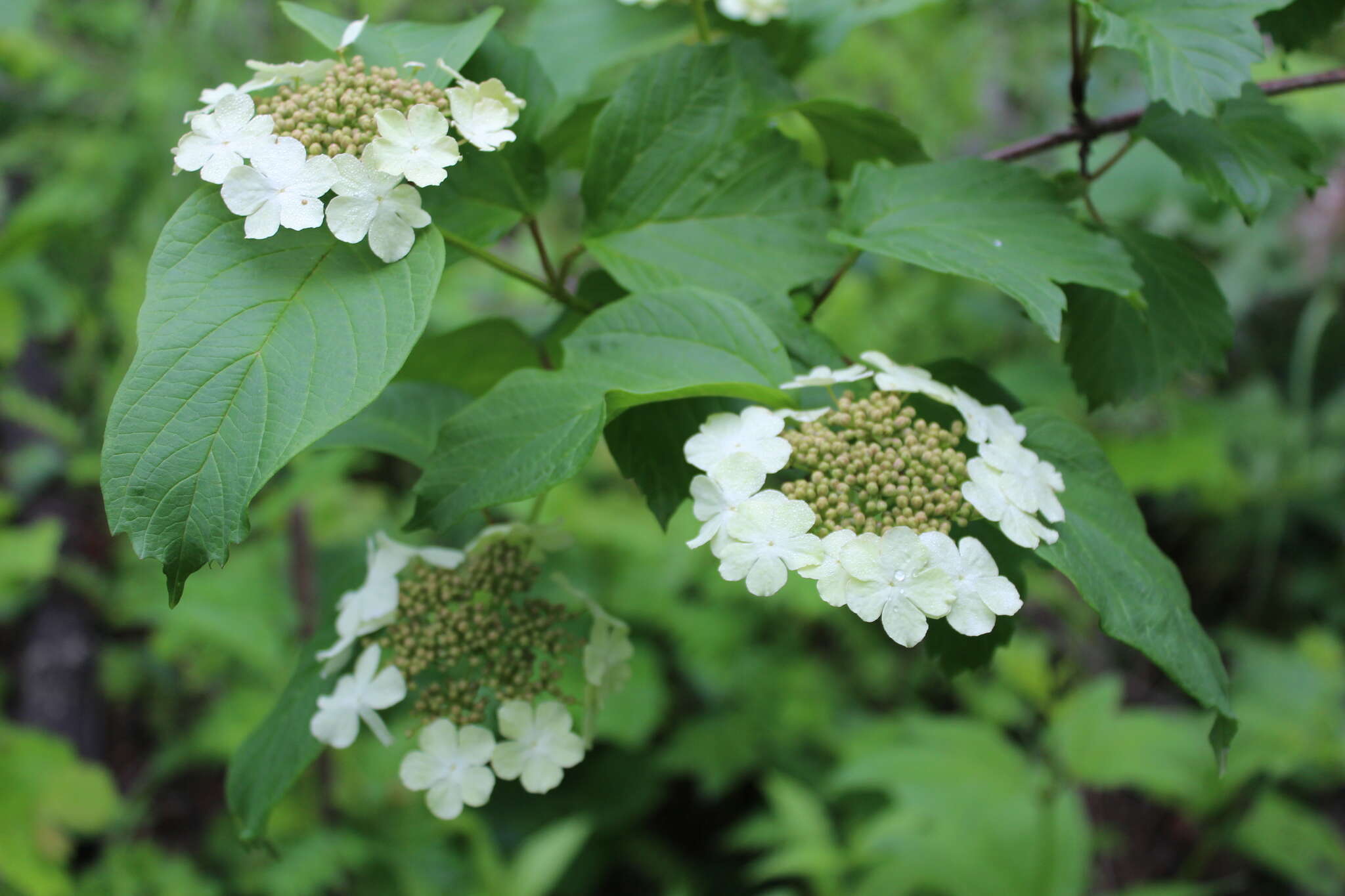 Image of Sargent's Viburnum