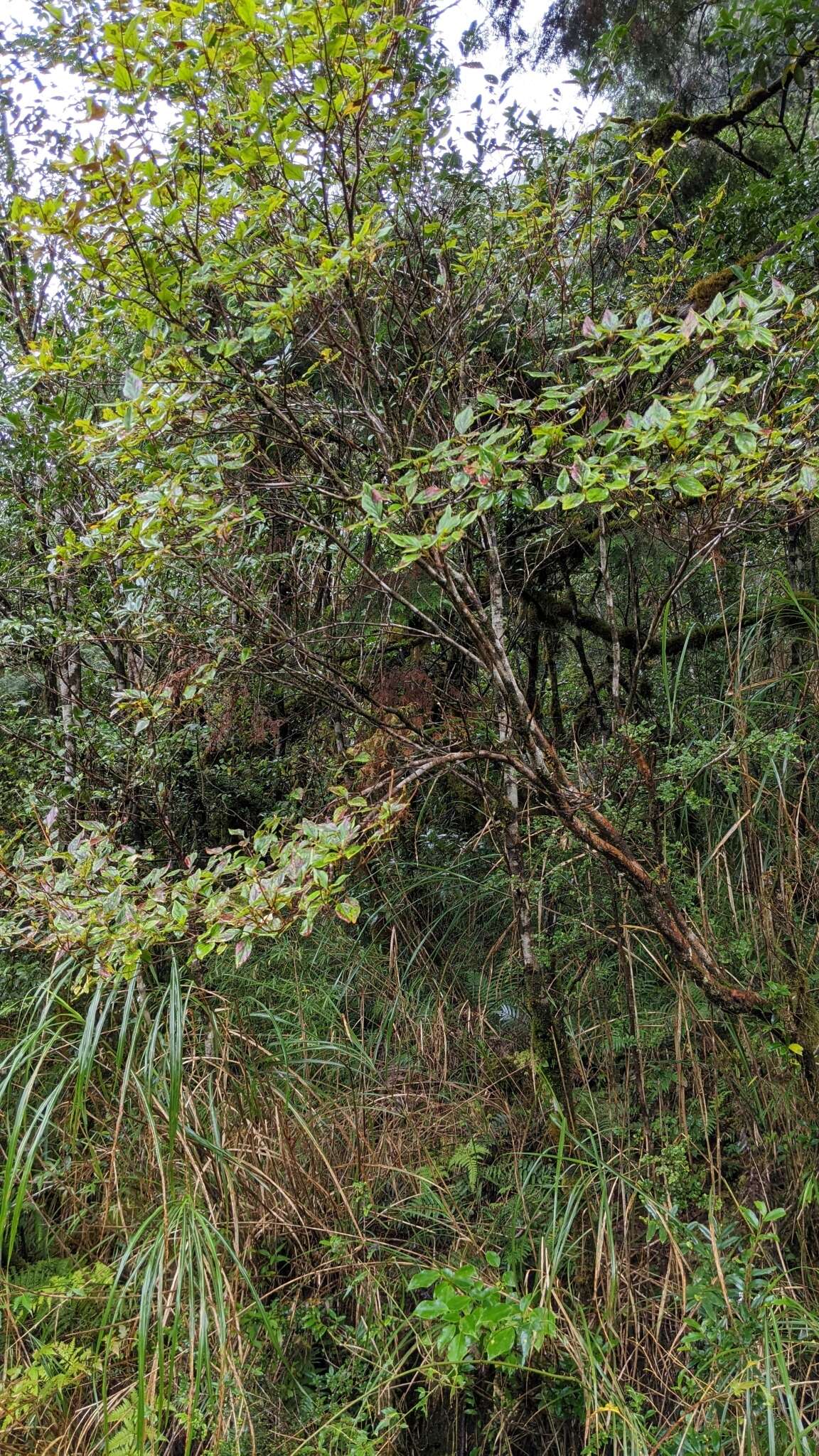 Imagem de Rhododendron mariesii Hemsl. & E. H. Wilson