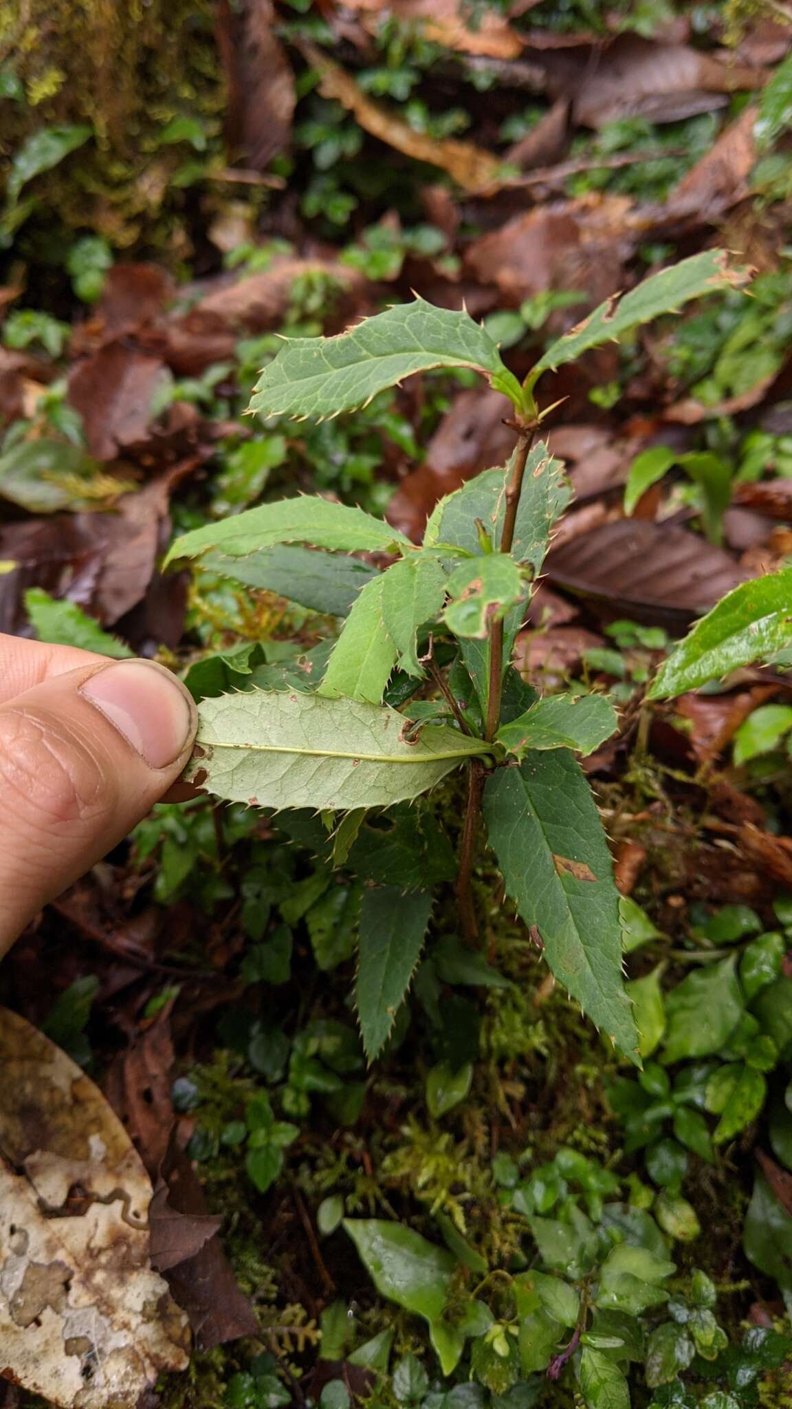 Image of <i>Berberis morii</i>