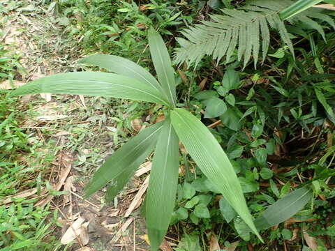 Image of bigleaf bristlegrass