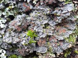 Image of degelia lichen