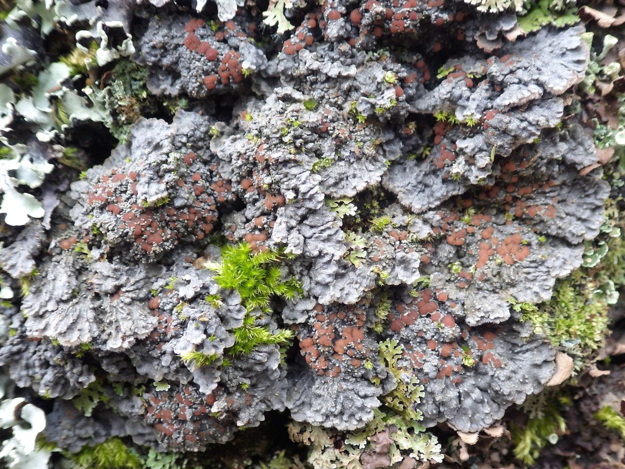 Image of degelia lichen