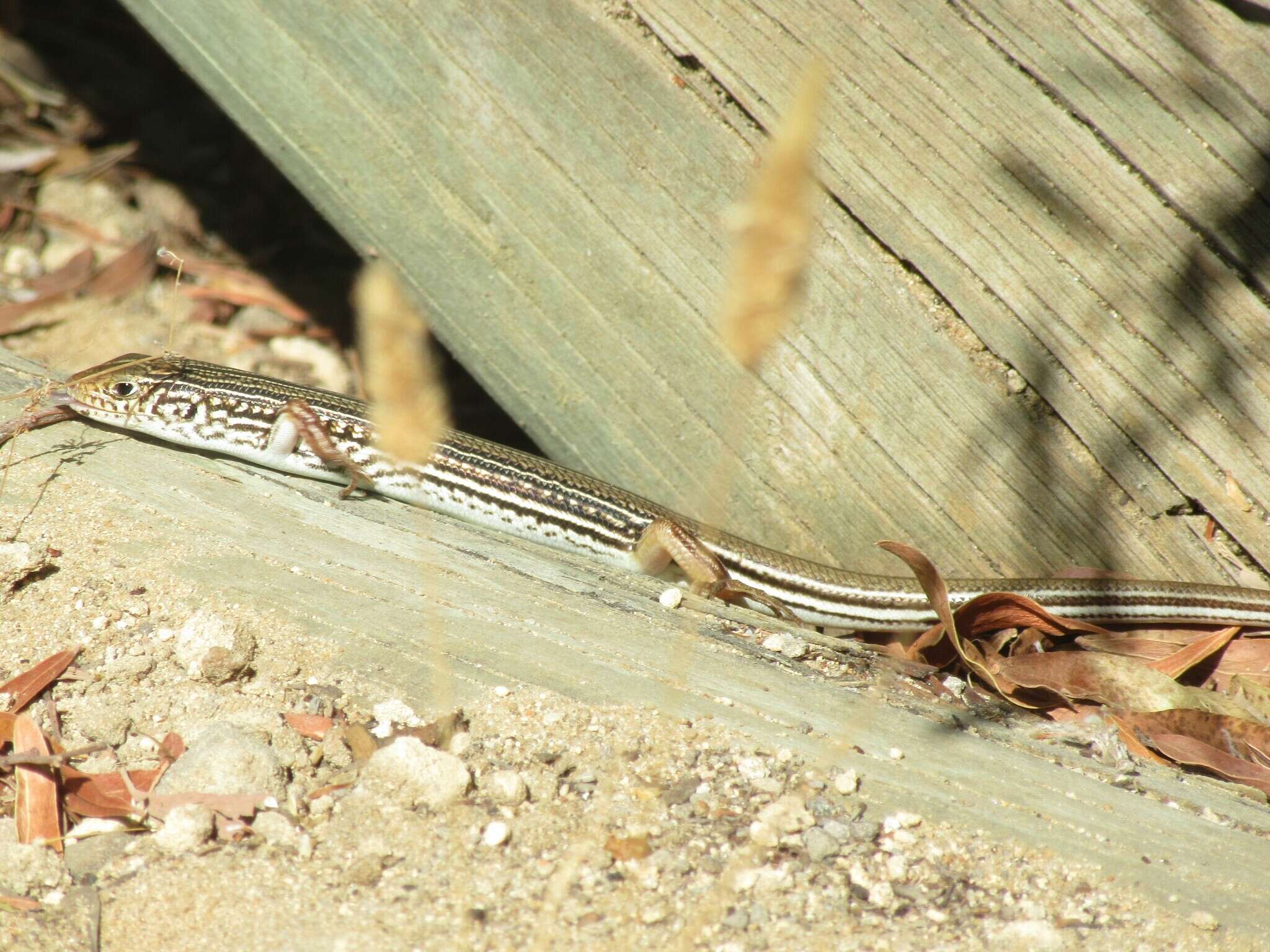 Слика од Ctenotus australis (Gray 1838)