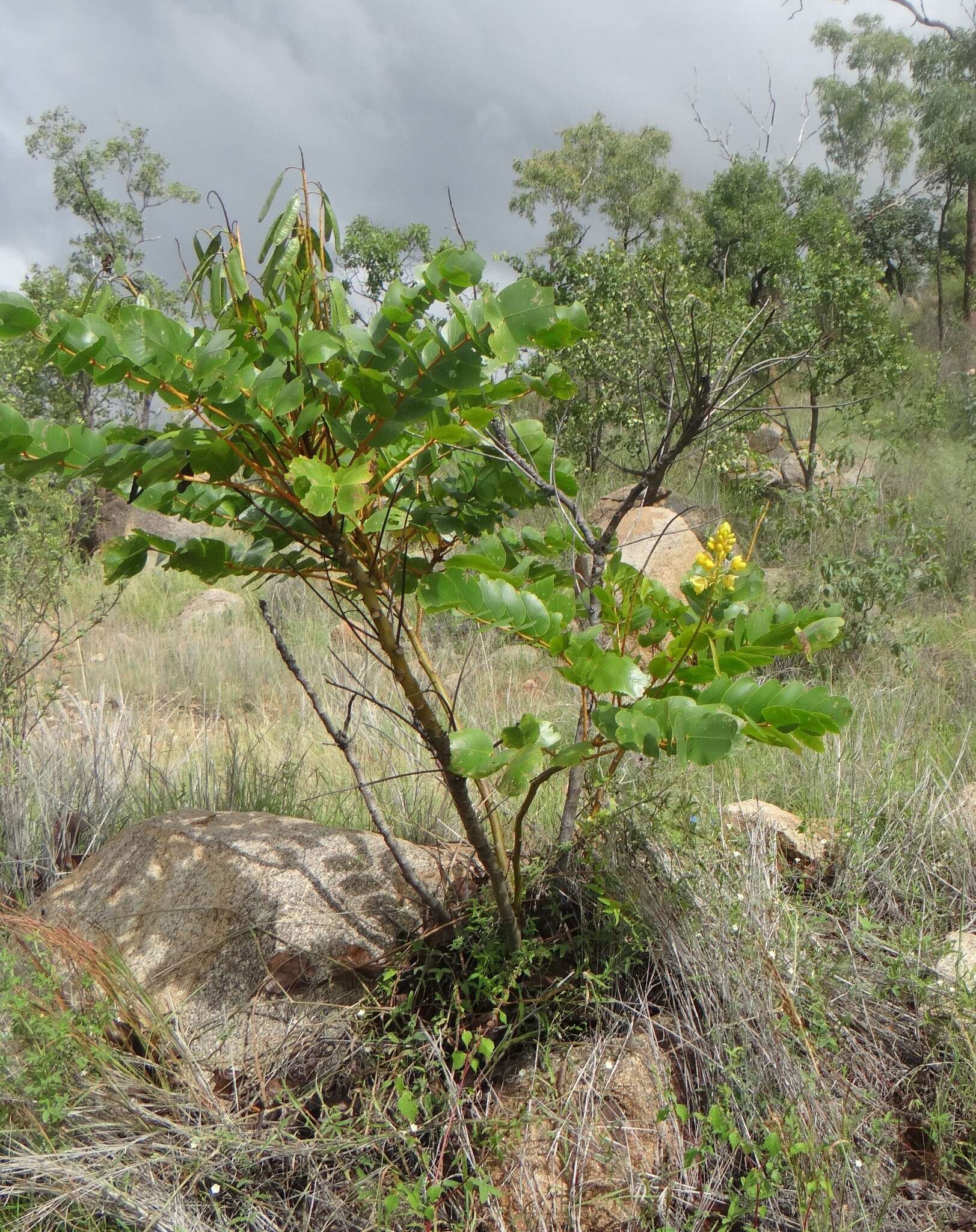 Image of <i>Senna magnifolia</i>