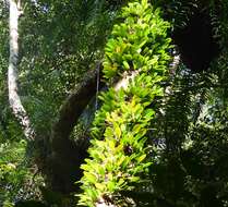 Image of Bulbophyllum baileyi F. Muell.