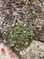 Image of depauperate fleabane