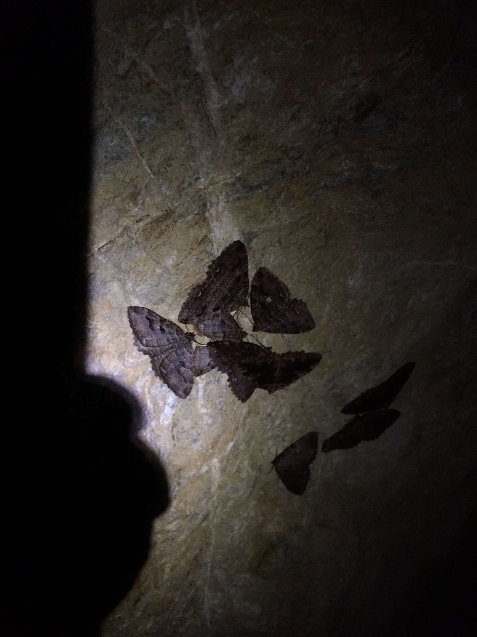 Image of Tissue Moth