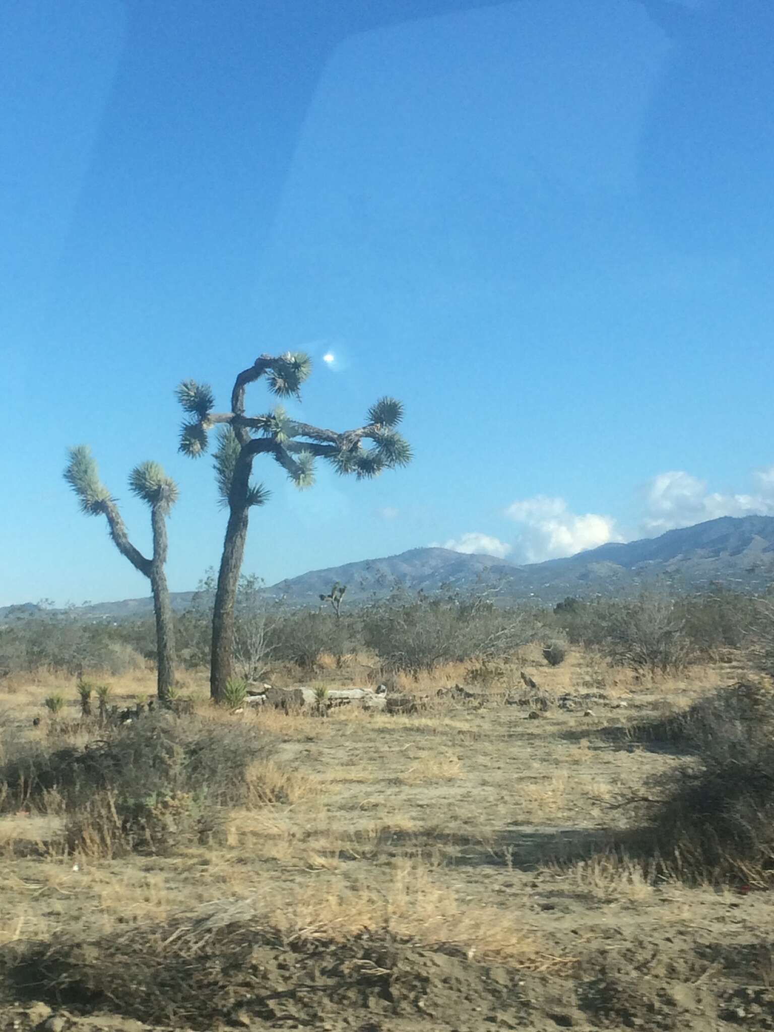 Слика од Yucca brevifolia var. brevifolia