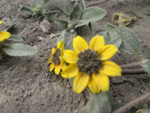 Image of Mexican creeping zinnia