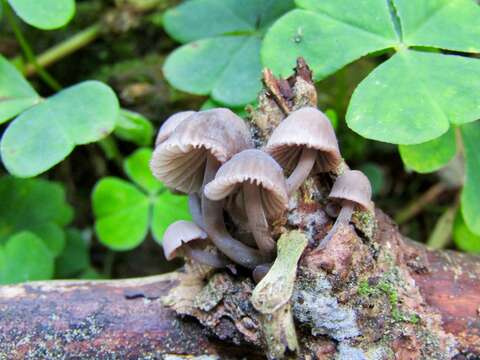 Image of Mycena rubromarginata (Fr.) P. Kumm. 1871