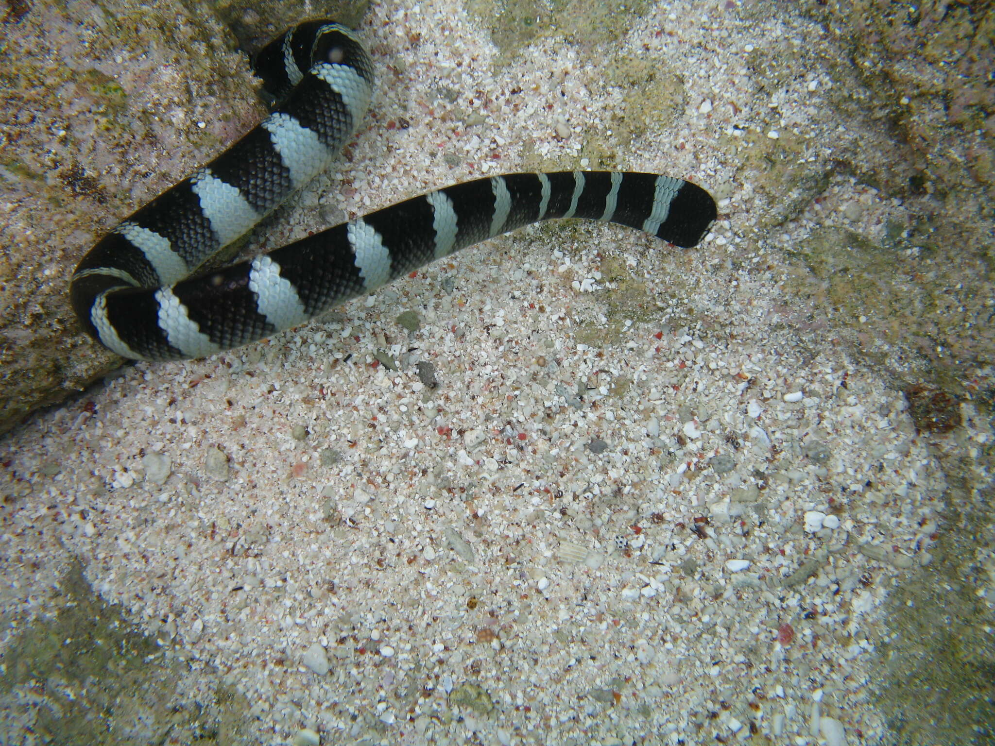 Image of Flat-tail Sea Snake