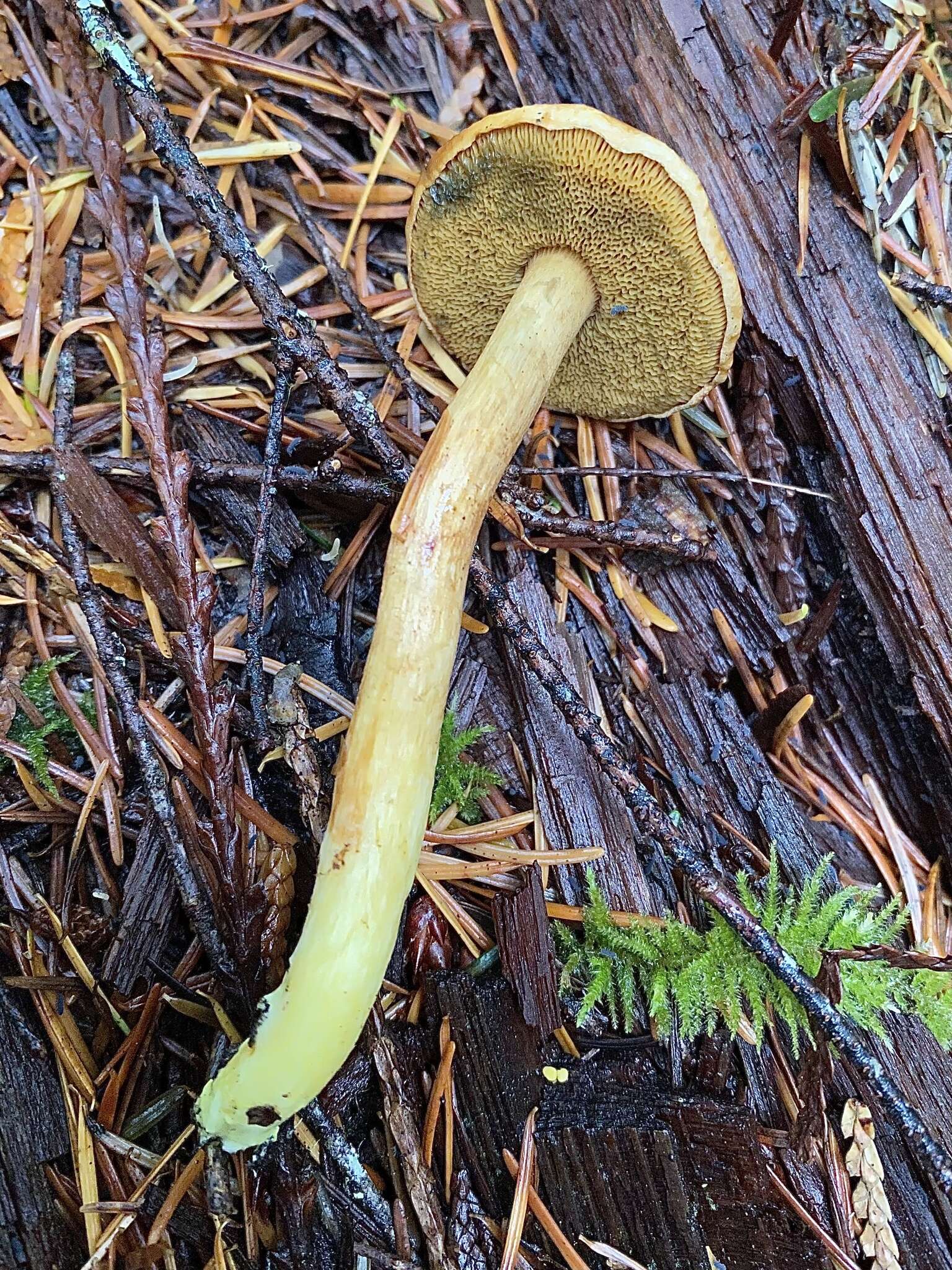 Image of Chalciporus piperatoides (A. H. Sm. & Thiers) T. J. Baroni & Both 1991