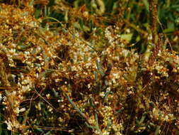 Image of Cuscuta pacifica var. pacifica