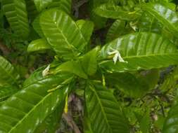 Sivun Tabernaemontana citrifolia L. kuva