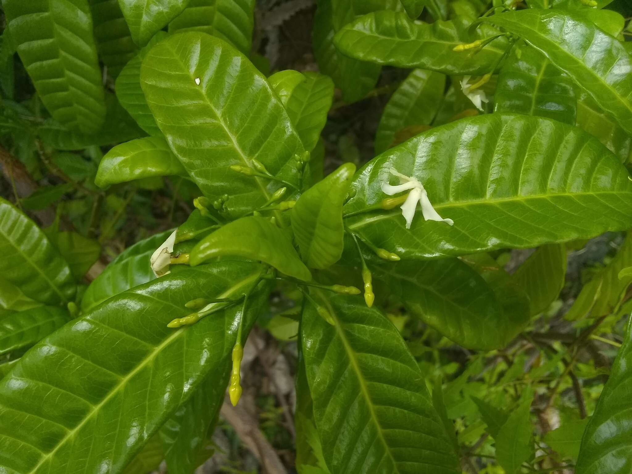 Sivun Tabernaemontana citrifolia L. kuva