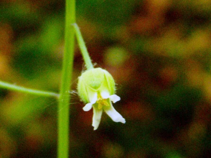 Image of Borodinia canadensis