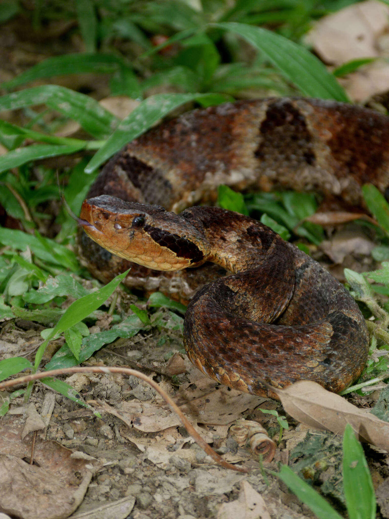 Imagem de Bothrops venezuelensis Sandner-Montilla 1952