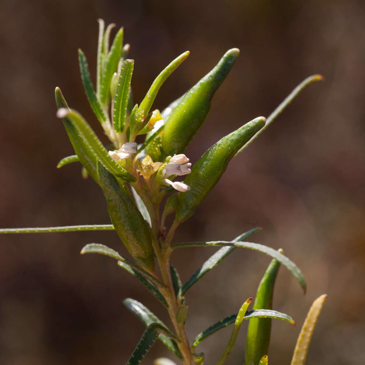 Image of Empleurum unicapsulare (L. fil.) Skeels