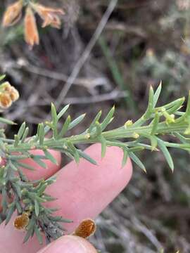 Image of Jacksonia hakeoides Meissner