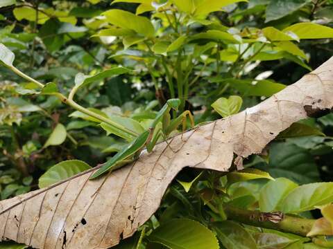 Image of Giant Malaysian Shield Mantis