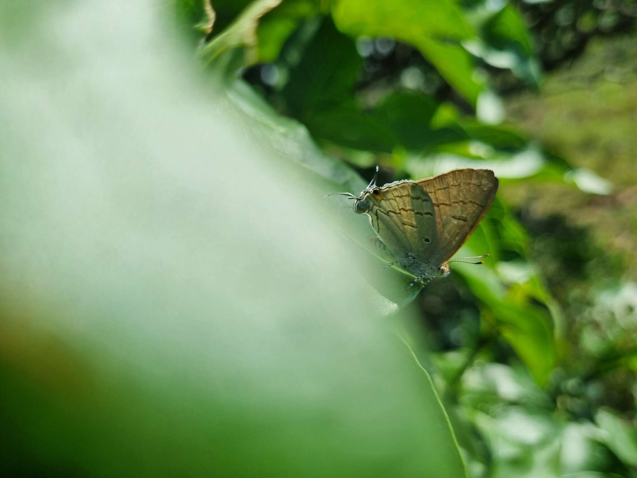 Imagem de Hypolycaena philippus (Fabricius 1793)