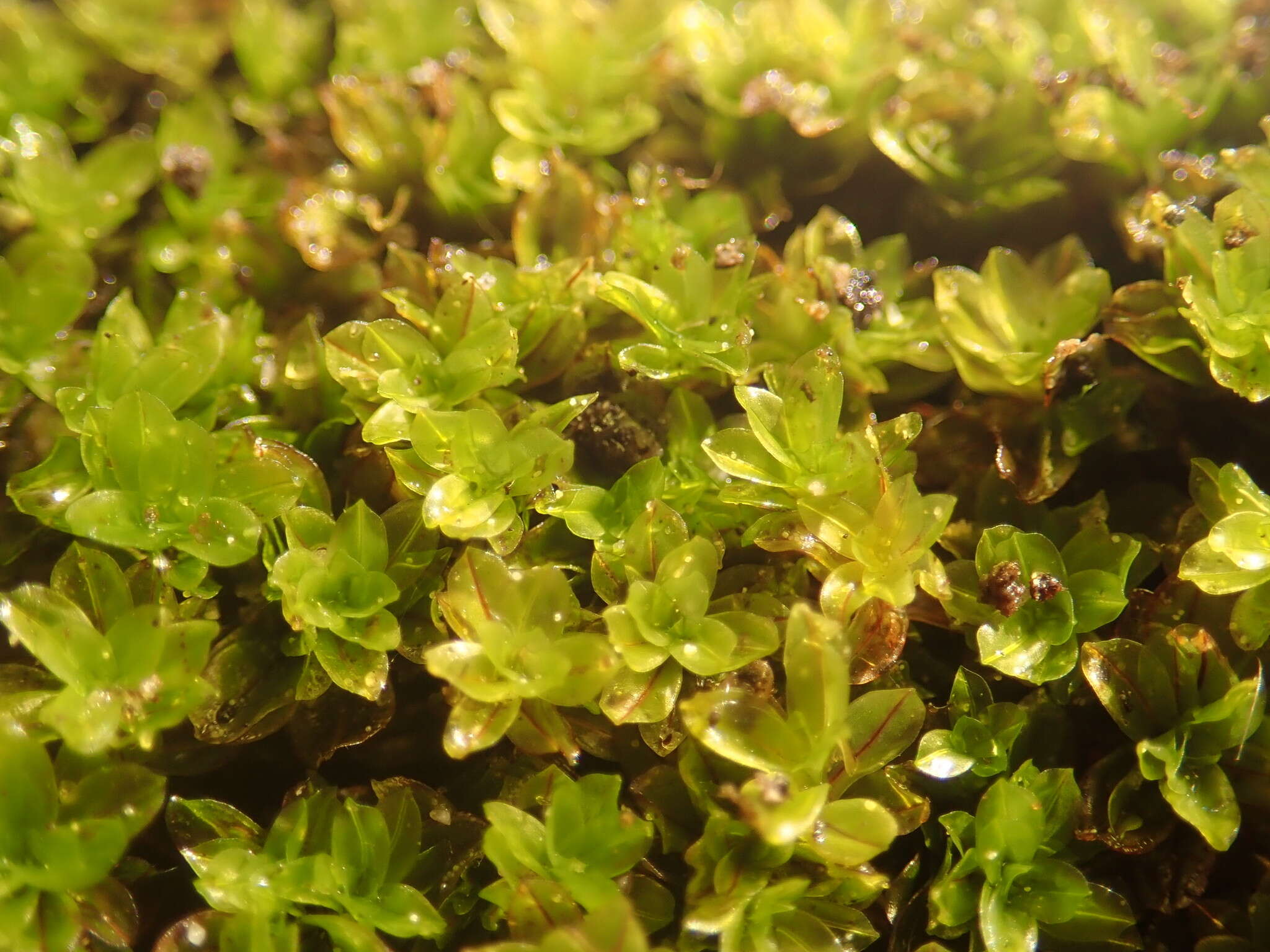 Image of crumia moss