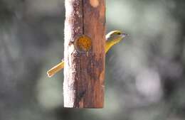 Image of Red Tanager