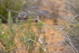 Image of Mesomelaena tetragona (R. Br.) Benth.