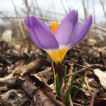 Image of Crocus nivalis Bory & Chaub.