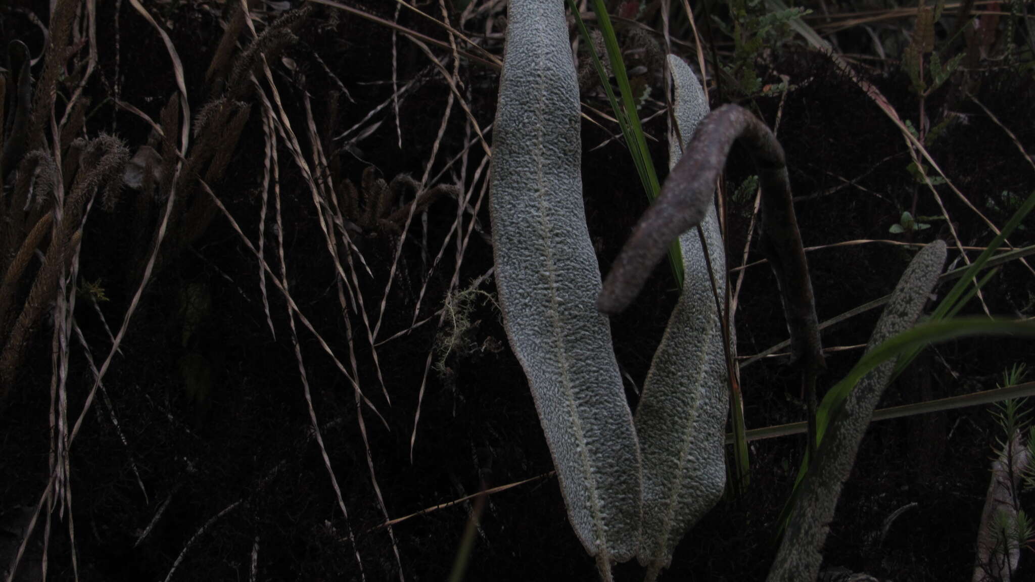 Sivun Elaphoglossum engelii (H. Karst.) H. Christ kuva