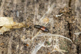 Sivun Hesperobaenus abbreviatus (Motschulsky 1845) kuva