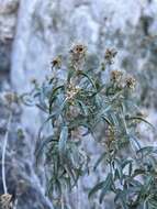 Imagem de Brickellia longifolia var. multiflora (Kellogg) A. Cronq.