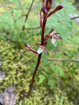 Image of summer coralroot