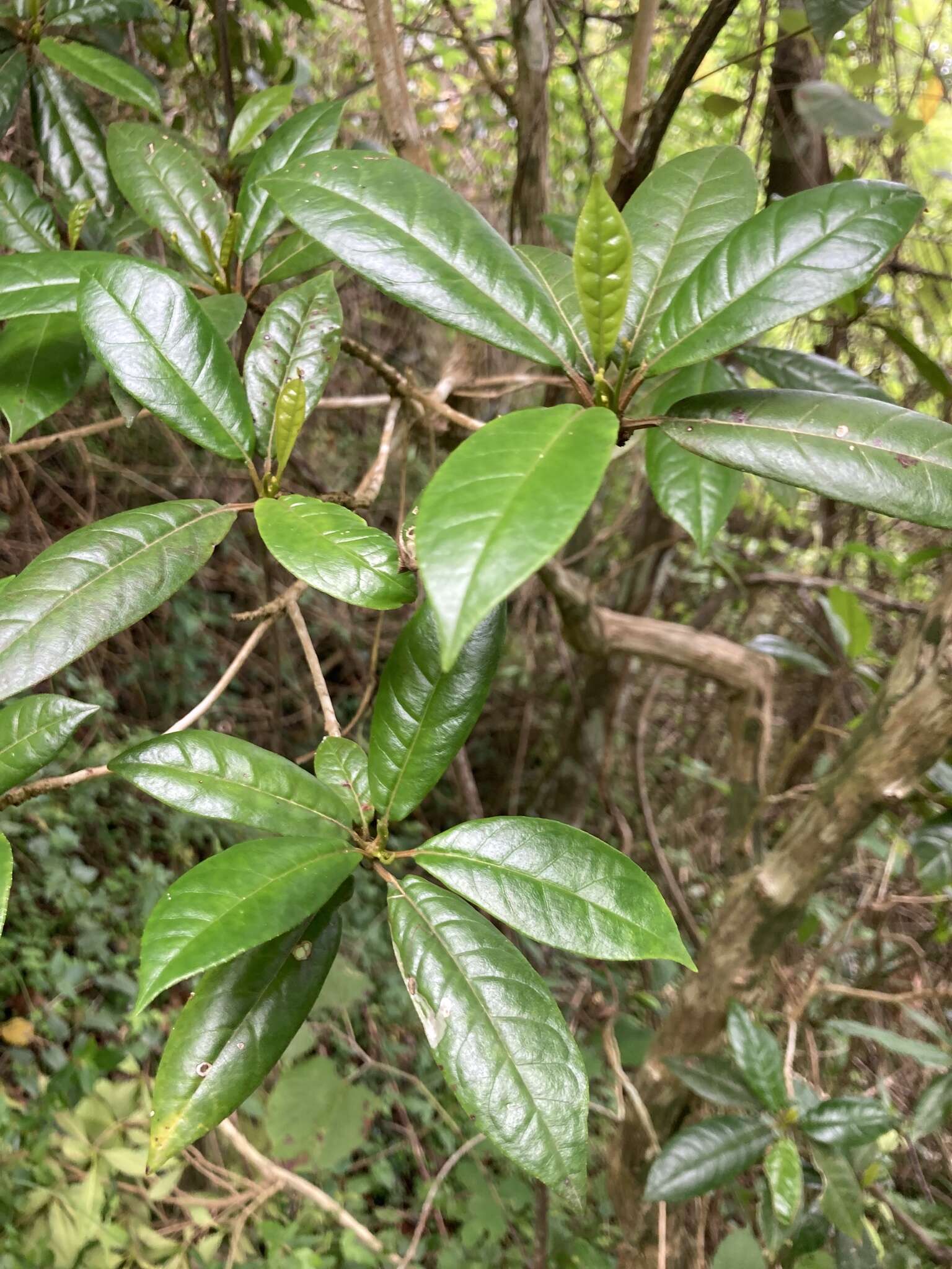 Sivun Gesneria pedunculosa (DC.) Fritsch kuva