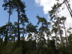 Image of Pinus brutia var. pityusa (Steven) Silba