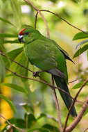 Image of Norfolk Parakeet