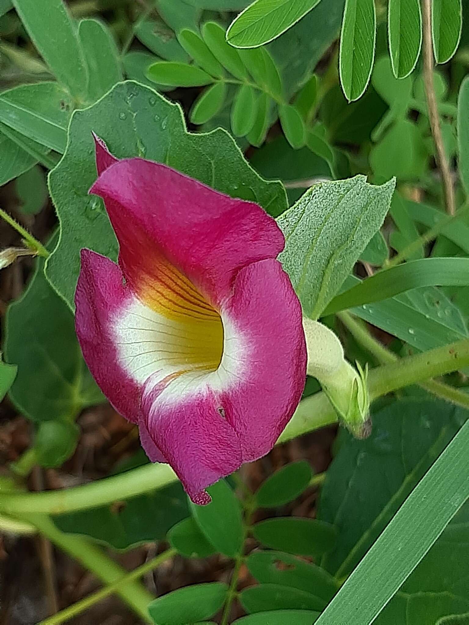 Image of Devil's claw