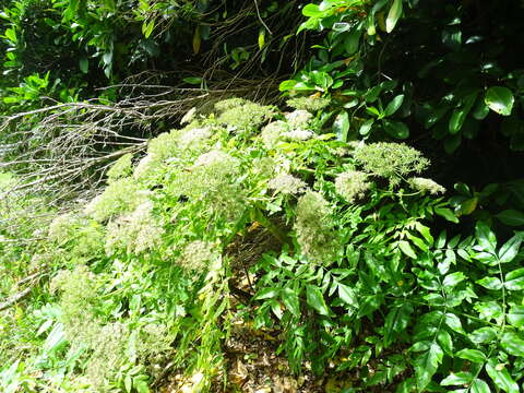 Слика од Daucus decipiens (Schrad. & J. C. Wendl.) Spalik, Wojew., Banasiak & Reduron