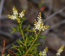 Imagem de Symphionema montanum R. Br.