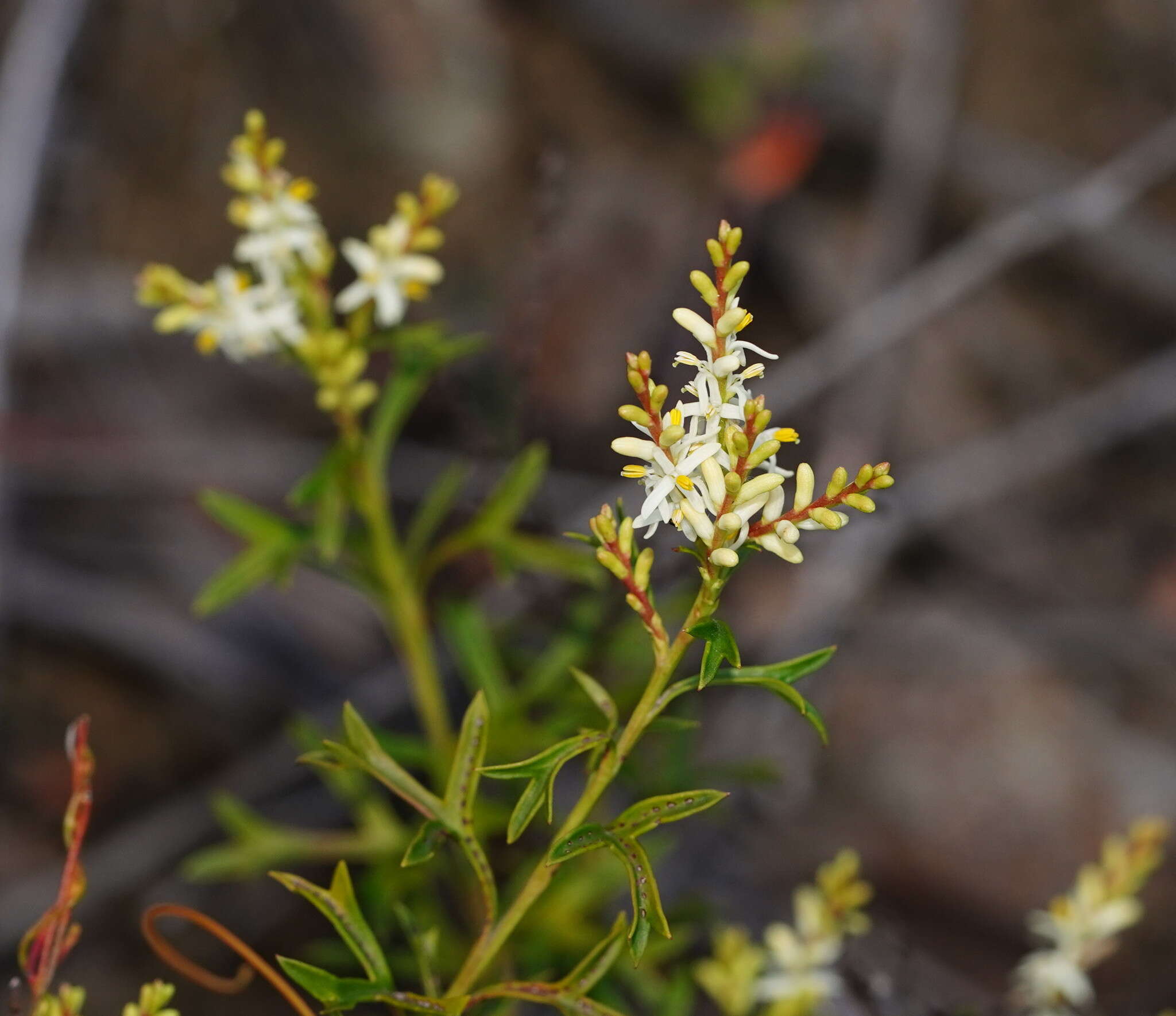 Imagem de Symphionema montanum R. Br.