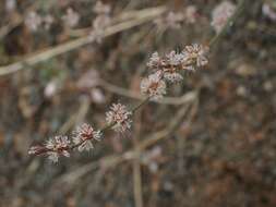 Image of goldencarpet buckwheat