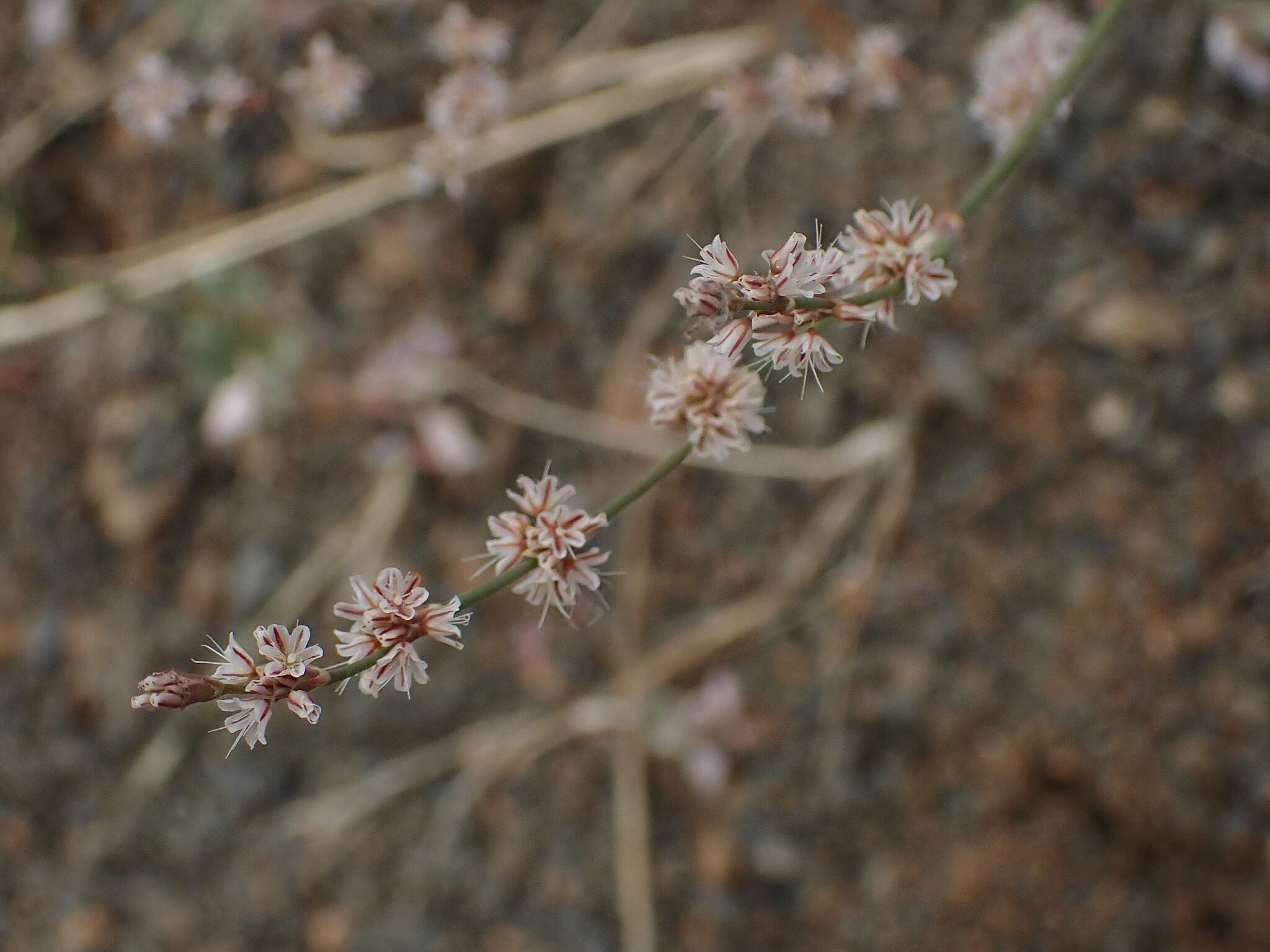 Image of goldencarpet buckwheat