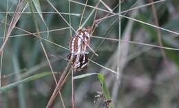 Image of Neptis hylas varmona Moore 1872