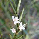 Imagem de Angraecum humblotianum Schltr.