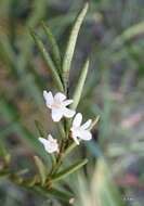 Imagem de Angraecum humblotianum Schltr.