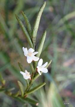 Слика од Angraecum humblotianum Schltr.