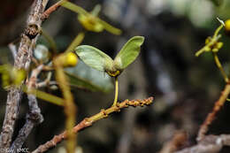 Acridocarpus excelsus subsp. perrieri Arenes的图像