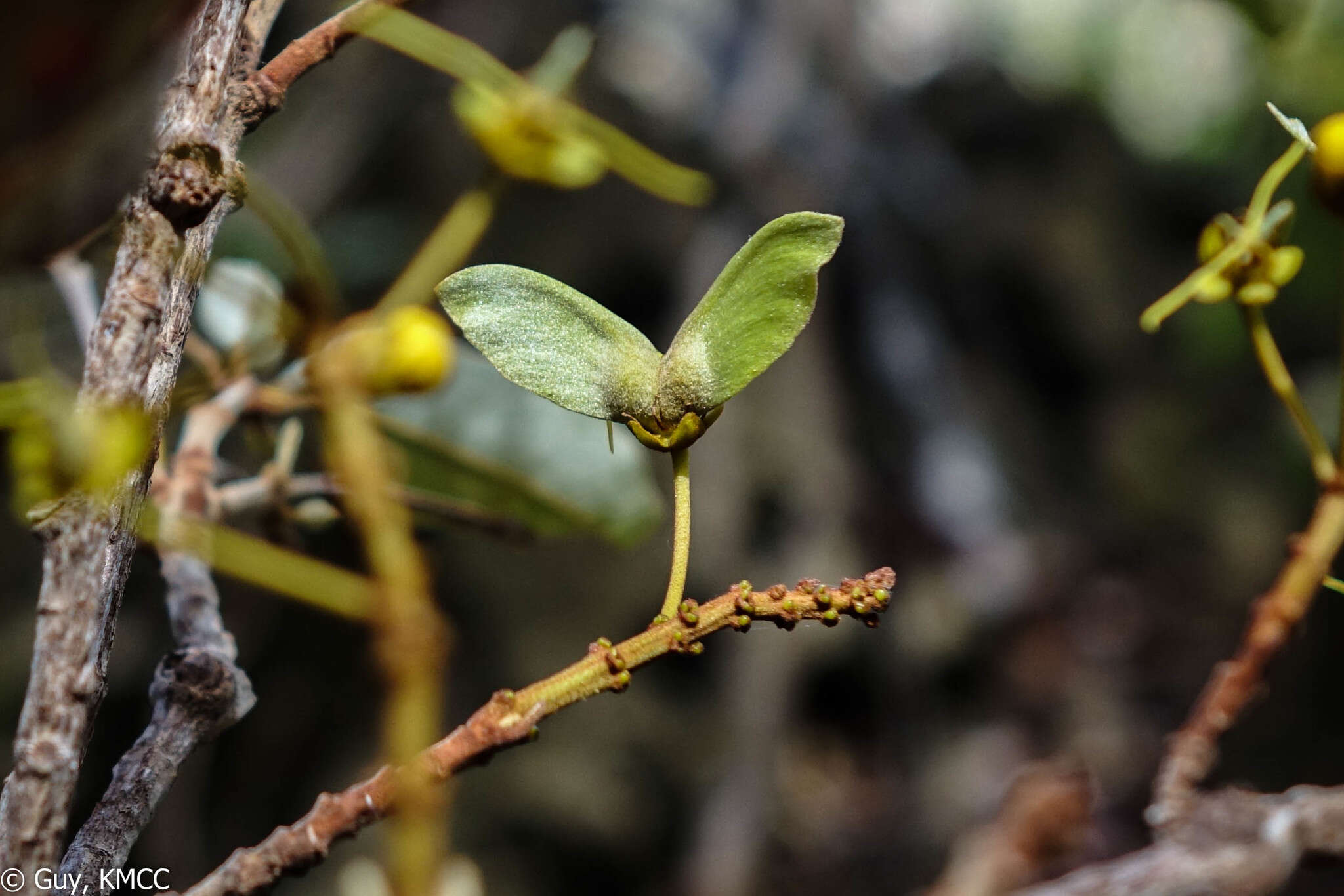 Acridocarpus excelsus subsp. perrieri Arenes的图像