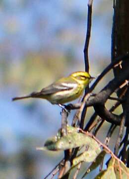 Image of Townsend's Warbler