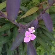 Image of purple heart